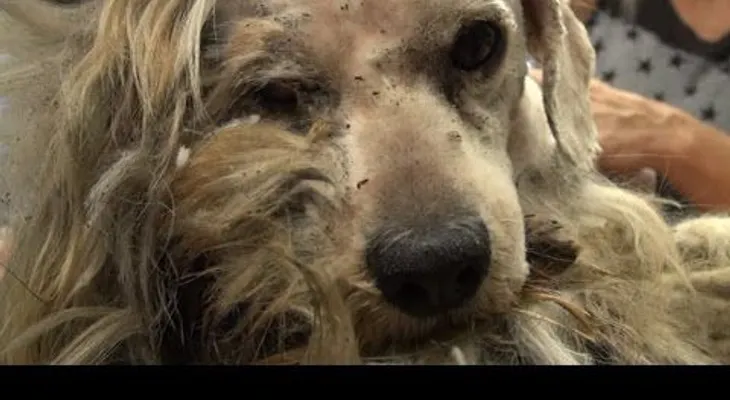 Un perro que nunca había sentido el calor humano encuentra hogar (VIDEO)