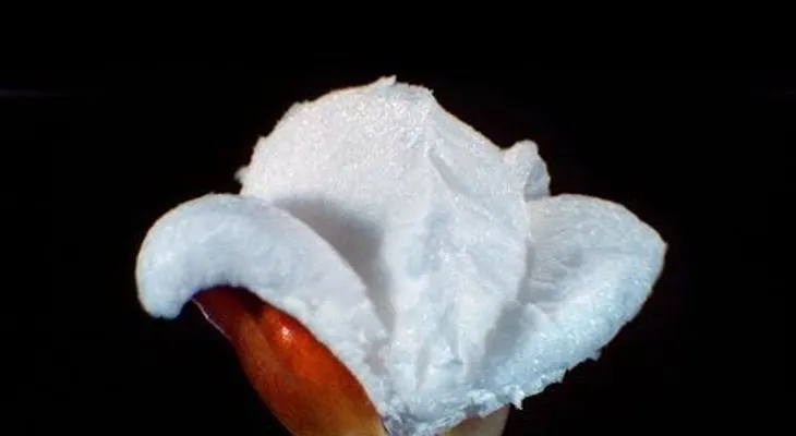 La transformación del maíz en palomitas a cámara superlenta