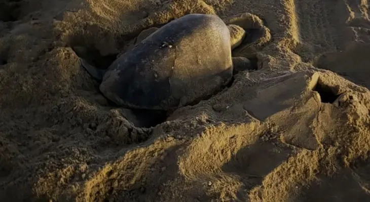 Tortugas golfinas anidan por primera vez en playas de California