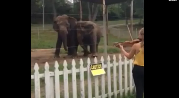 Video: Los elefantes tienen un gusto musical sofisticado