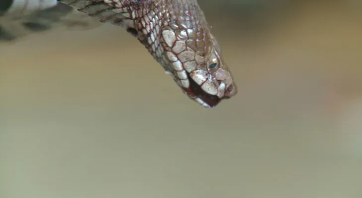 Se agotan las reservas de antídoto contra el veneno de serpiente