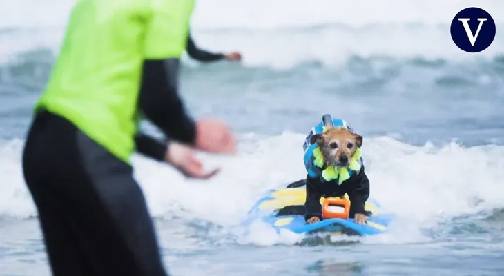 Perros surfean las olas de California en el Mundial de Surf Canino