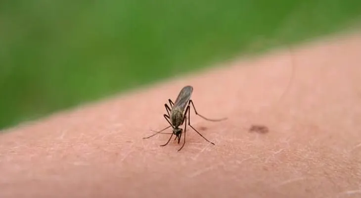Aprende a preparar tu repelente de mosquitos casero