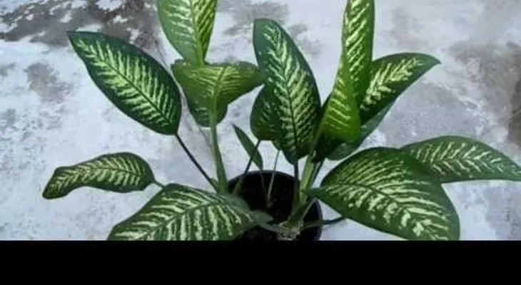 Mi hijo murió envenenado por esta maldita planta: es urgente que todos los sepan (VIDEO)