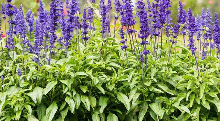 5 plantas de olor para un jardín pequeño y aromático