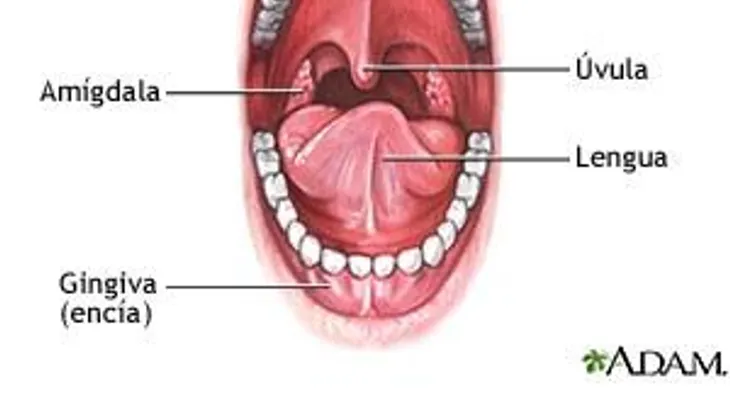Cómo desaparecer el dolor de garganta y la amigdalitis en 3 Horas. ¡Sí, Funciona!