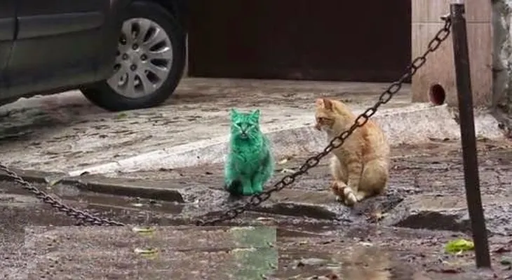 Resuelven misterio del gato verde de Bulgaria