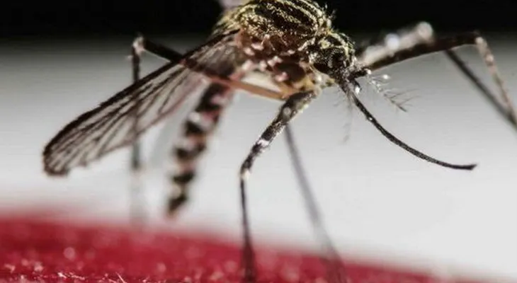 La OMS estima 2 ó 3 millones de casos de Zika habra en Latinoamérica