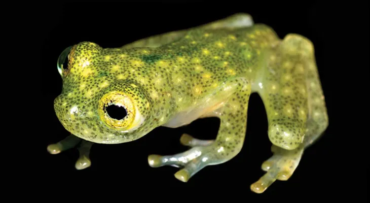Descubren en Ecuador una nueva especie de rana a la que podrás verle el corazón latiendo