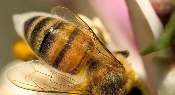 Abejas matan niña de ocho años en Barahona