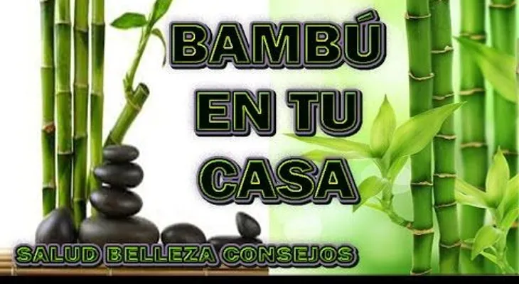 Llevar bambú a tu casa te dará mucha abundancia económica y suerte en el amor
