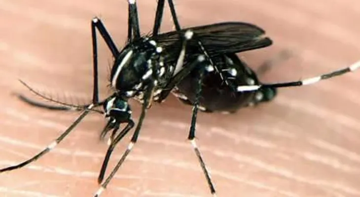 Chikunguña amenaza todo el continente americano