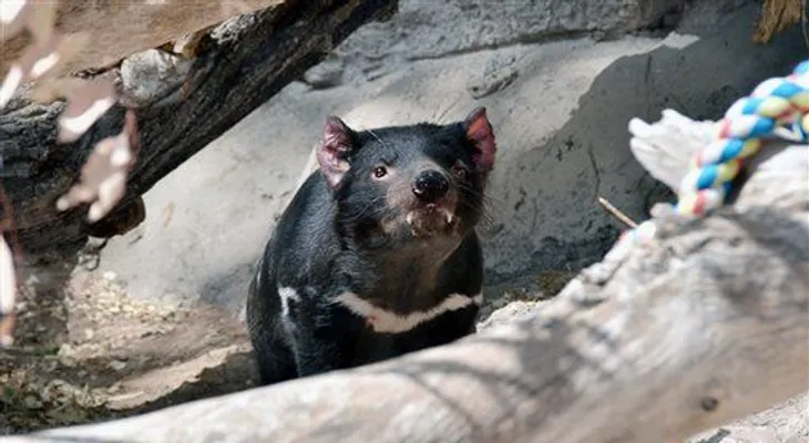 Matan a un demonio de Tasmania en zoo Nuevo México 