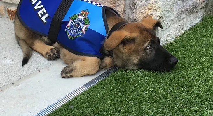 Gavel, el perro que no pudo ser policía por ser demasiado amigable