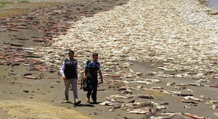¿El Niño, fuiste tú?: Miles de calamares mueren en una costa de Chile (VIDEO)