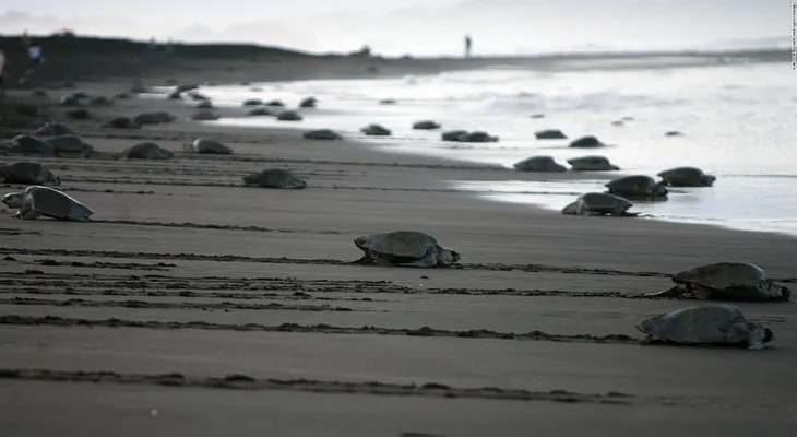 El espectáculo natural de cientos de tortugas en Costa Rica que aún los científicos no logran explicar