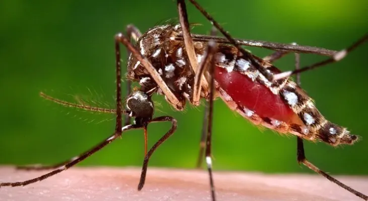 100 casos de dengue se registran cada semana en el país
