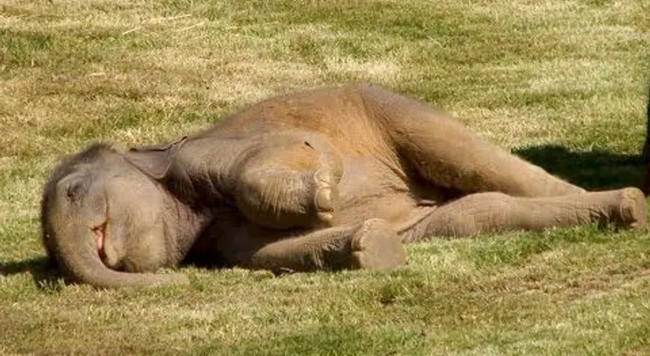 Sueño enorme: Una elefanta pide a los empleados del zoo que despierten a su cría