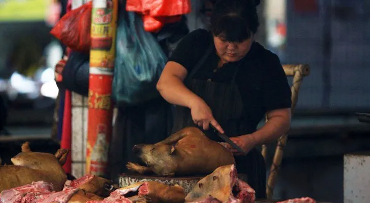 China celebra con un banquete de perros la llegada del verano