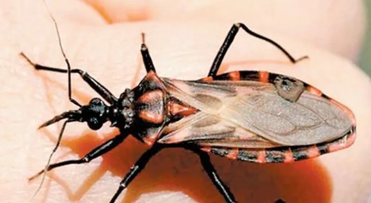 Chinche besucona: Triatoma infestans