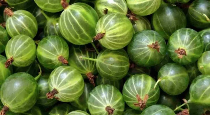 El Amla, una planta prodigiosa que mata el 98% de las células cancerígenas 