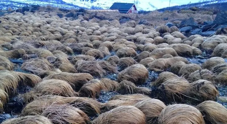 Encuentran la "granja secreta de pelucas" de Trump