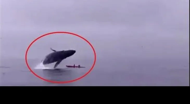 Una ballena jorobada aplasta a una pareja de kayakistas (VIDEO)