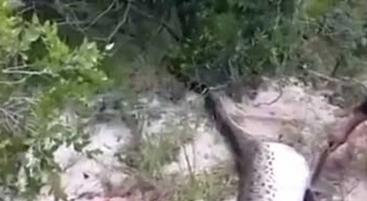 Abren anaconda y lo que descubren es escalofriante (Video)