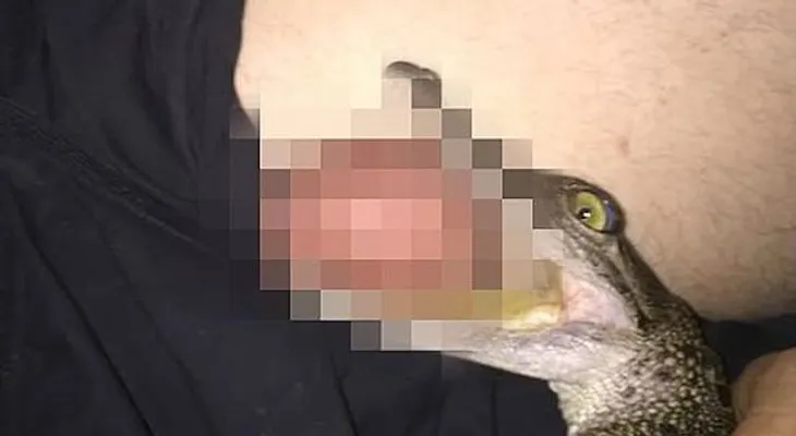 Una foto de Cocodrilo mordiendo genitales a un hombre se viraliza; podría tener una bacteria 
