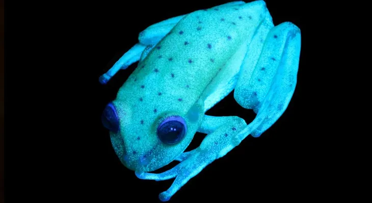 Descubren la primera rana fluorescente conocida en el mundo