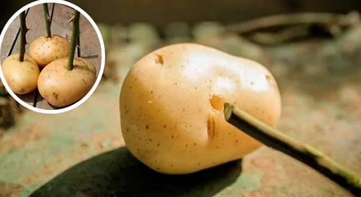Trucos de jardinero: ¡Coloca el tallo en una patata y mira lo que ocurre!