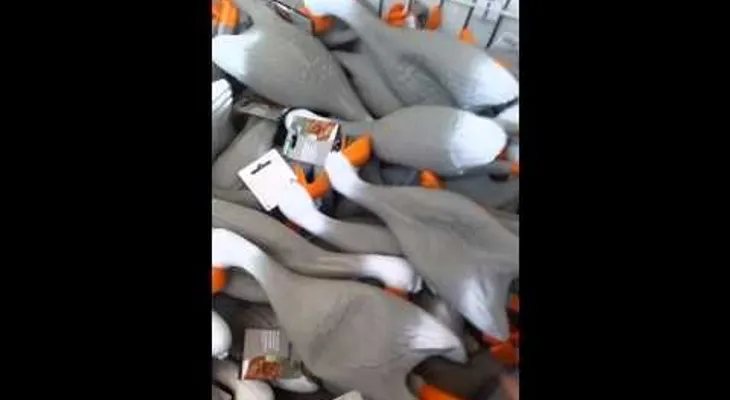 Qué tiene este VIDEO de un Ejército de patos para volverse viral ?