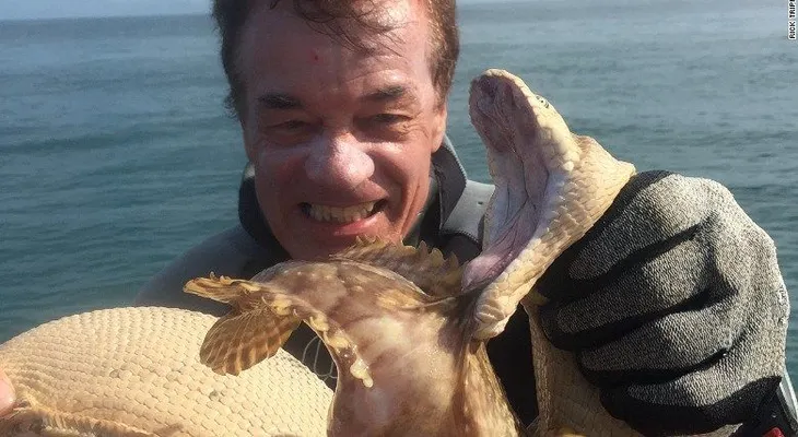 Serpiente marina vs. pez venenoso: un pescador es testigo de una batalla a muerte
