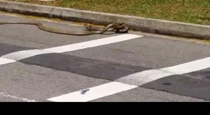 La pelea épica entre una pitón y una cobra real (VIDEO)