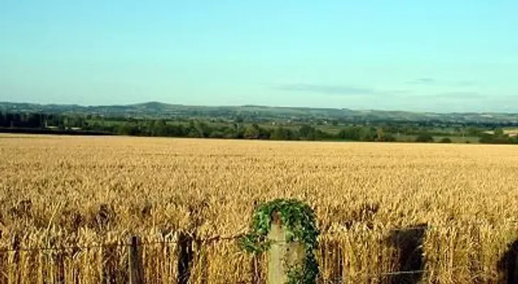 Cremas de avena