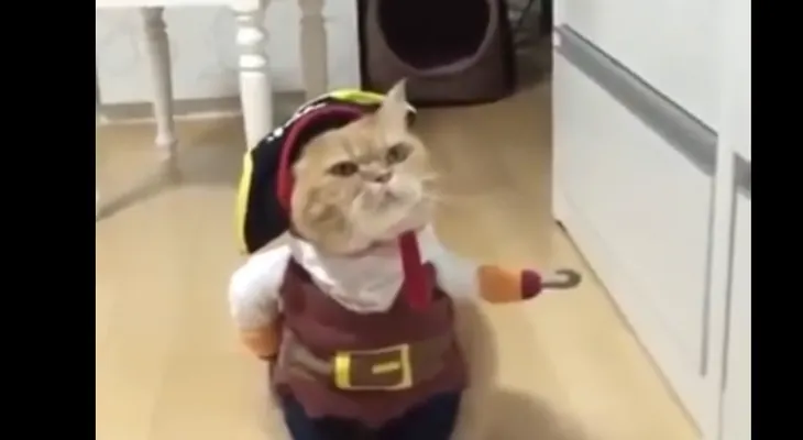 Viral: el 'gato pirata' que está 'rompiendo' internet