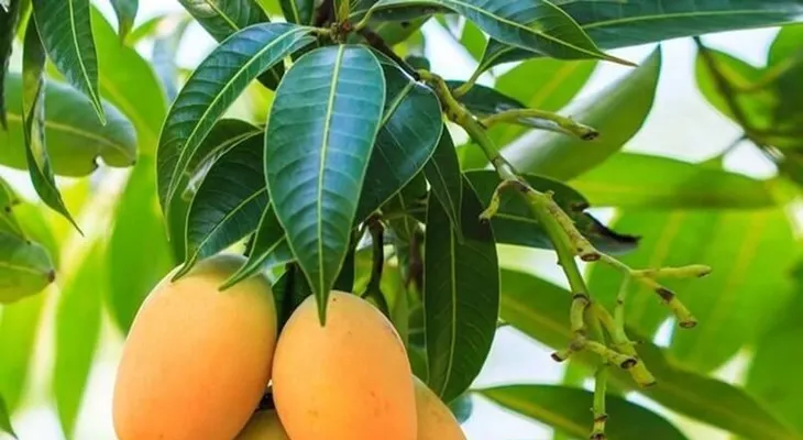 Aprende como tratar la diabetes con hojas de mango