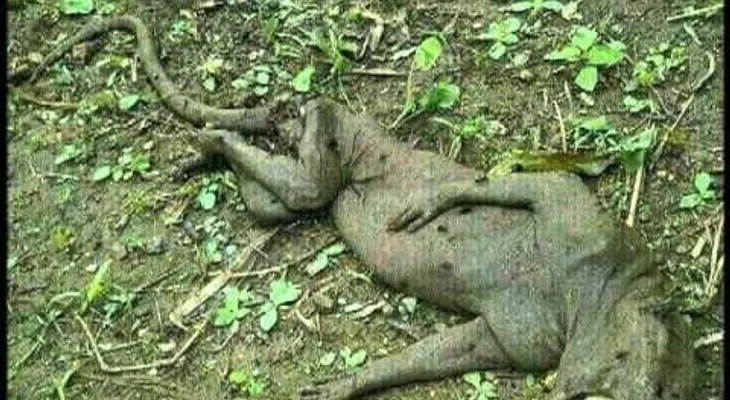 Matan animal con cuerpo humano y cabeza de lagarto (VIDEO)