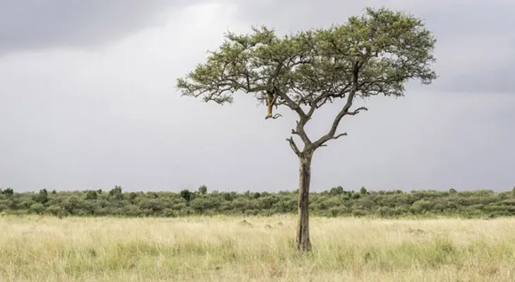 Trabaja tu cerebro ¿Puedes ver el leopardo escondido en esta imagen?