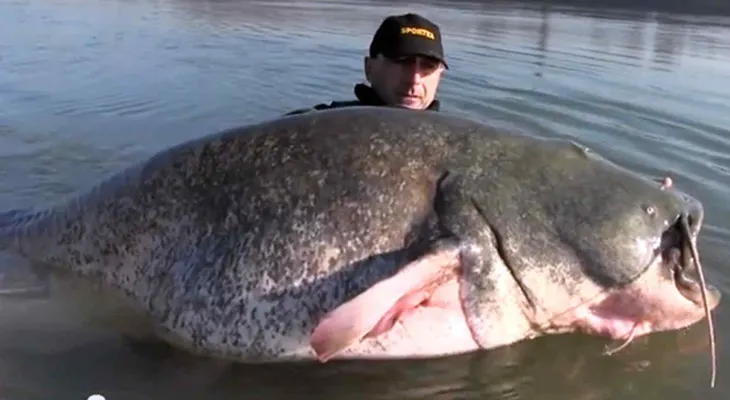 Pescador italiano atrapa bagre de 280 libras y 8.8 metros de largo 
