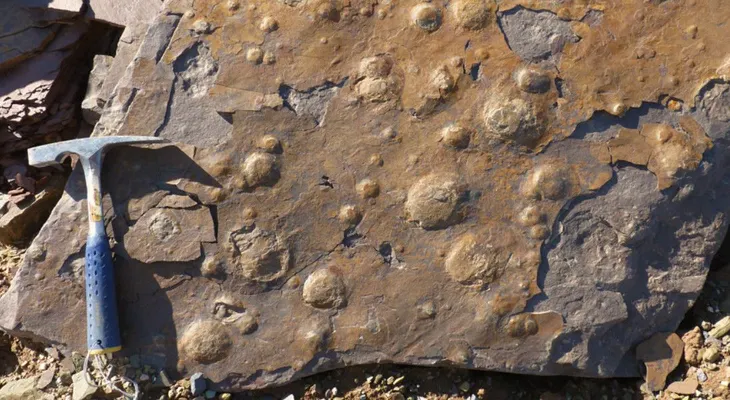 Geólogos argentinos encuentran forma de vida que podría ser el antecesor de los animales actuales