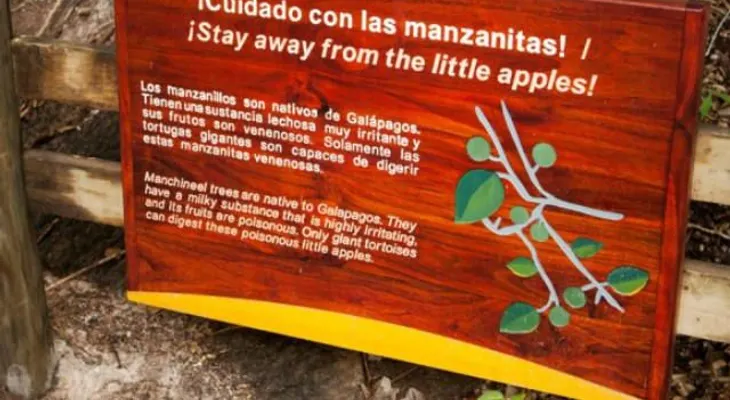 Cuídate del llamado árbol de la muerte que crece en todo el Continente