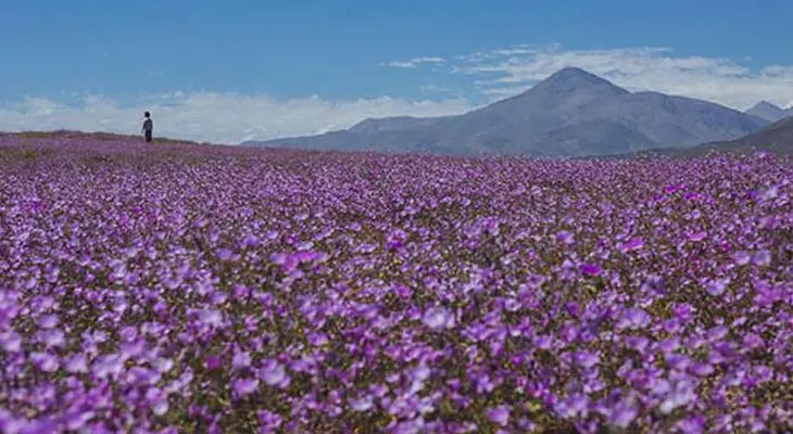 Desierto Florido de Atacama alcanzará su máximo esplendor este fin de semana