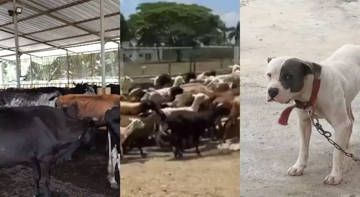 Hasta 64 perros y mono capuchino entre animales ocupados en finca allanada en Monte Plata