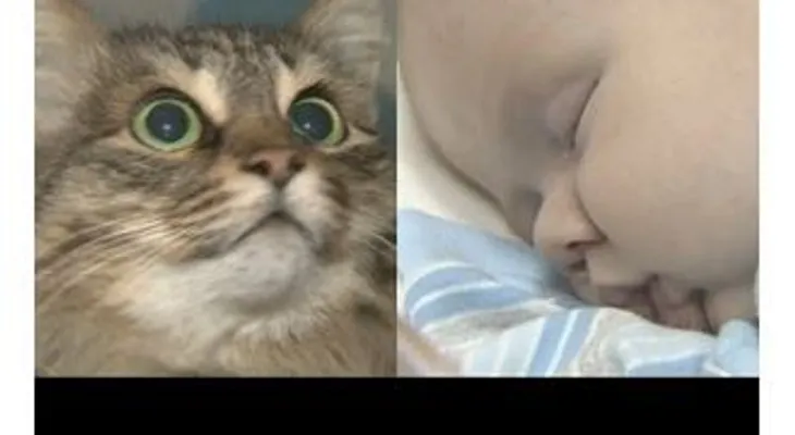 Gata salva a un bebé abandonado en Rusia