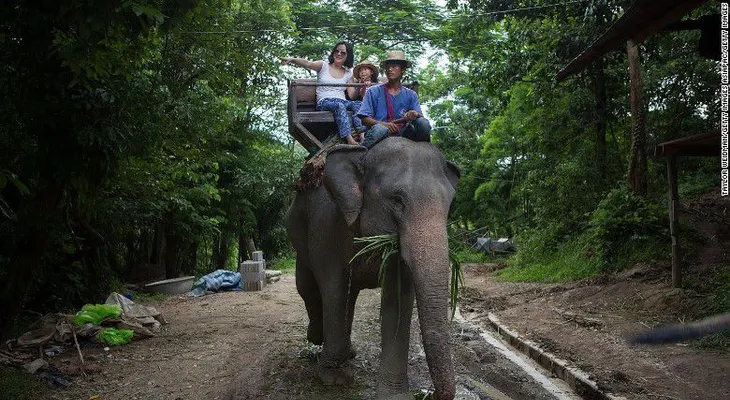 Un elefante mata a un turista escocés en Tailandia