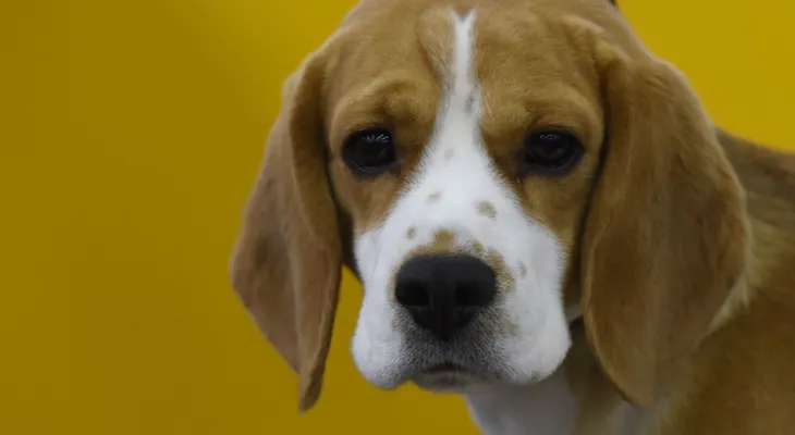Los perritos más tiernos de la exposición canina Westminster Kennel Club