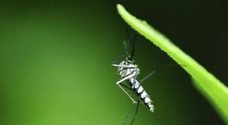 Las claves del Zika: sus síntomas y cuándo fue identificado este virus
