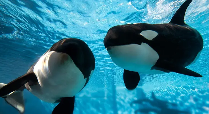 SeaWorld dice que esta será la última generación de orcas en sus parques
