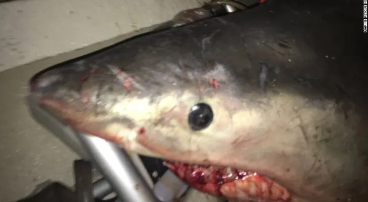 Un gran tiburón blanco salta dentro del barco de un pescador